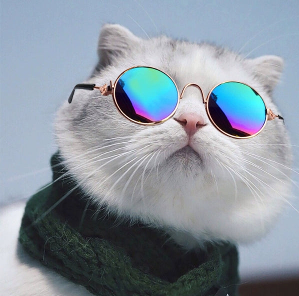 Pet Camera Glasses