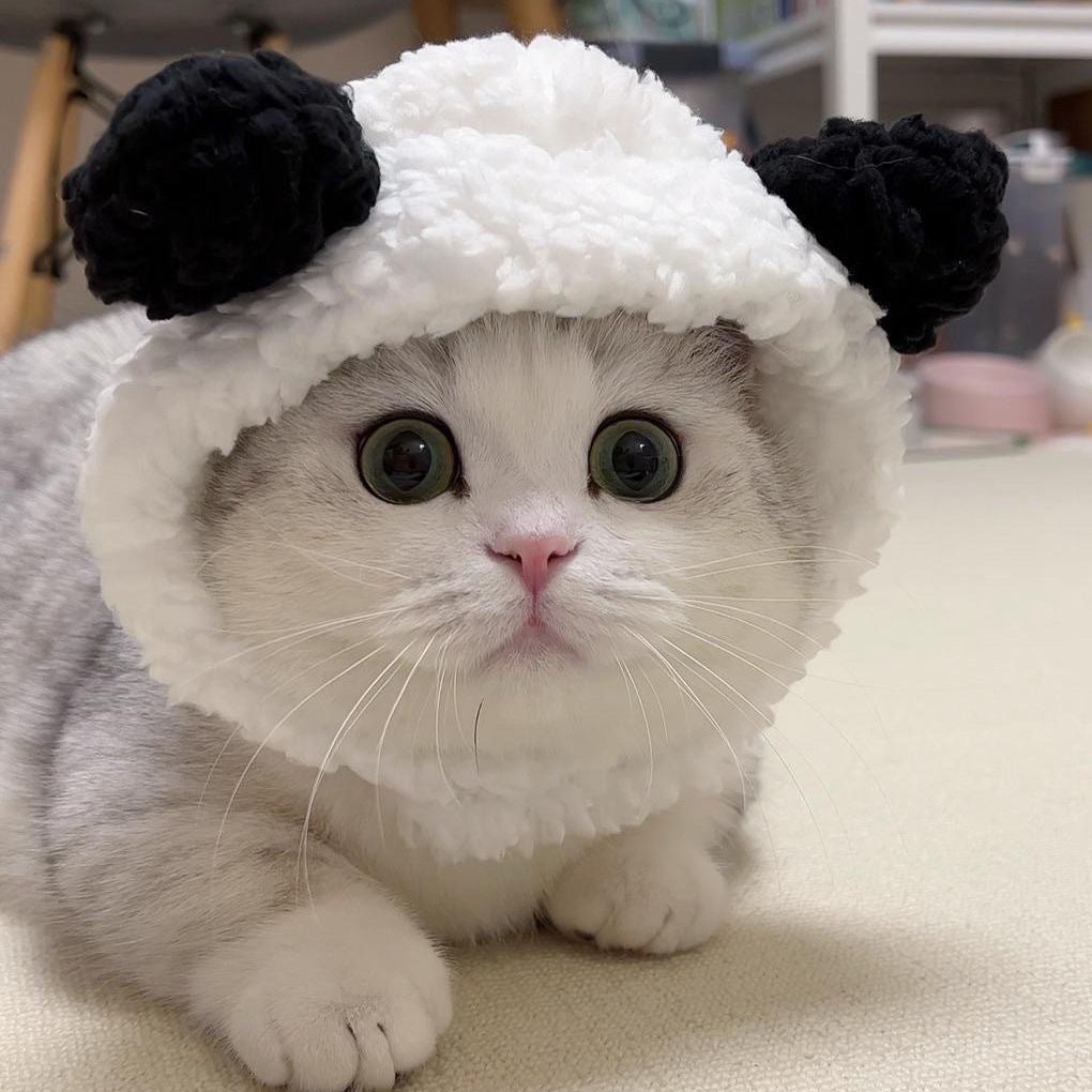 Cat Headwear Dress-up Hat