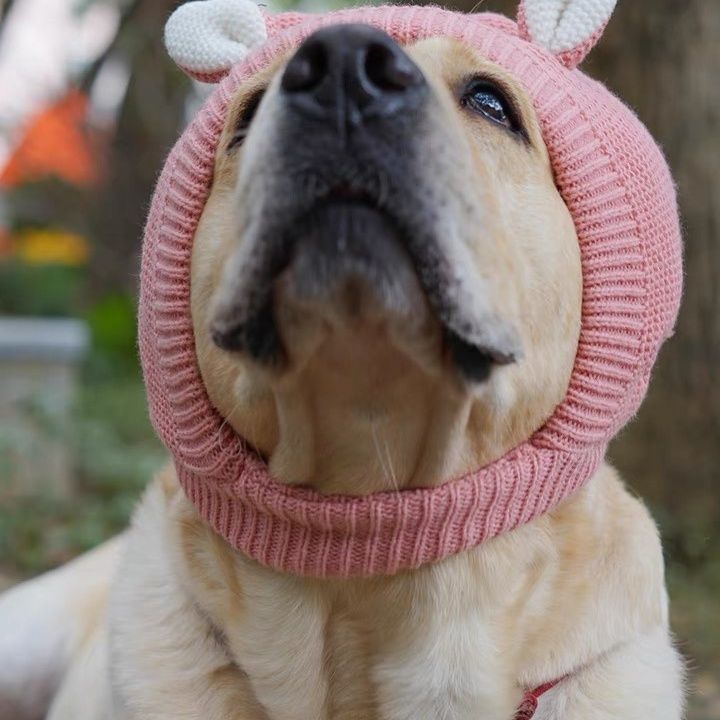 Dog Funny Hat