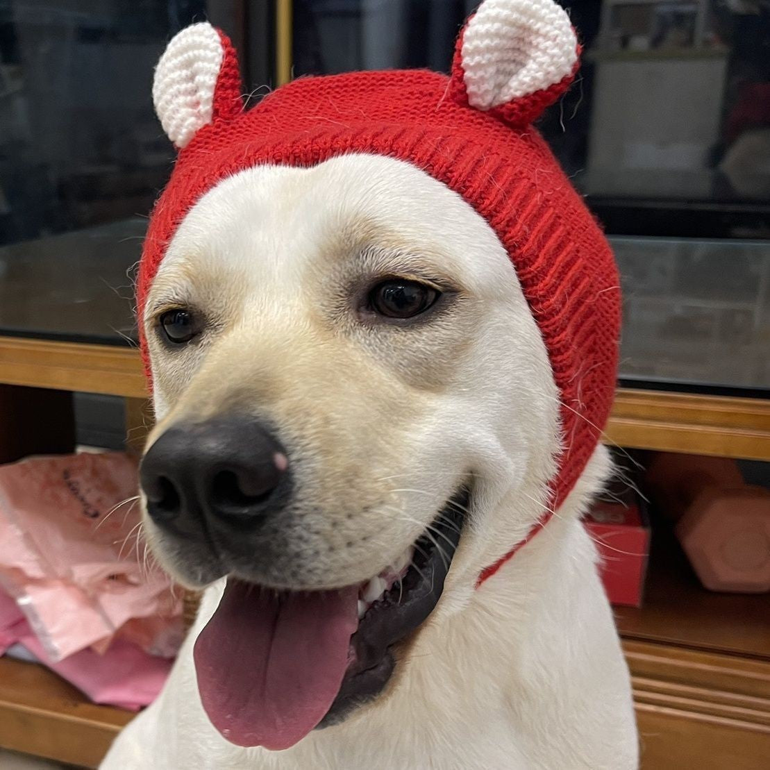 Dog Funny Hat
